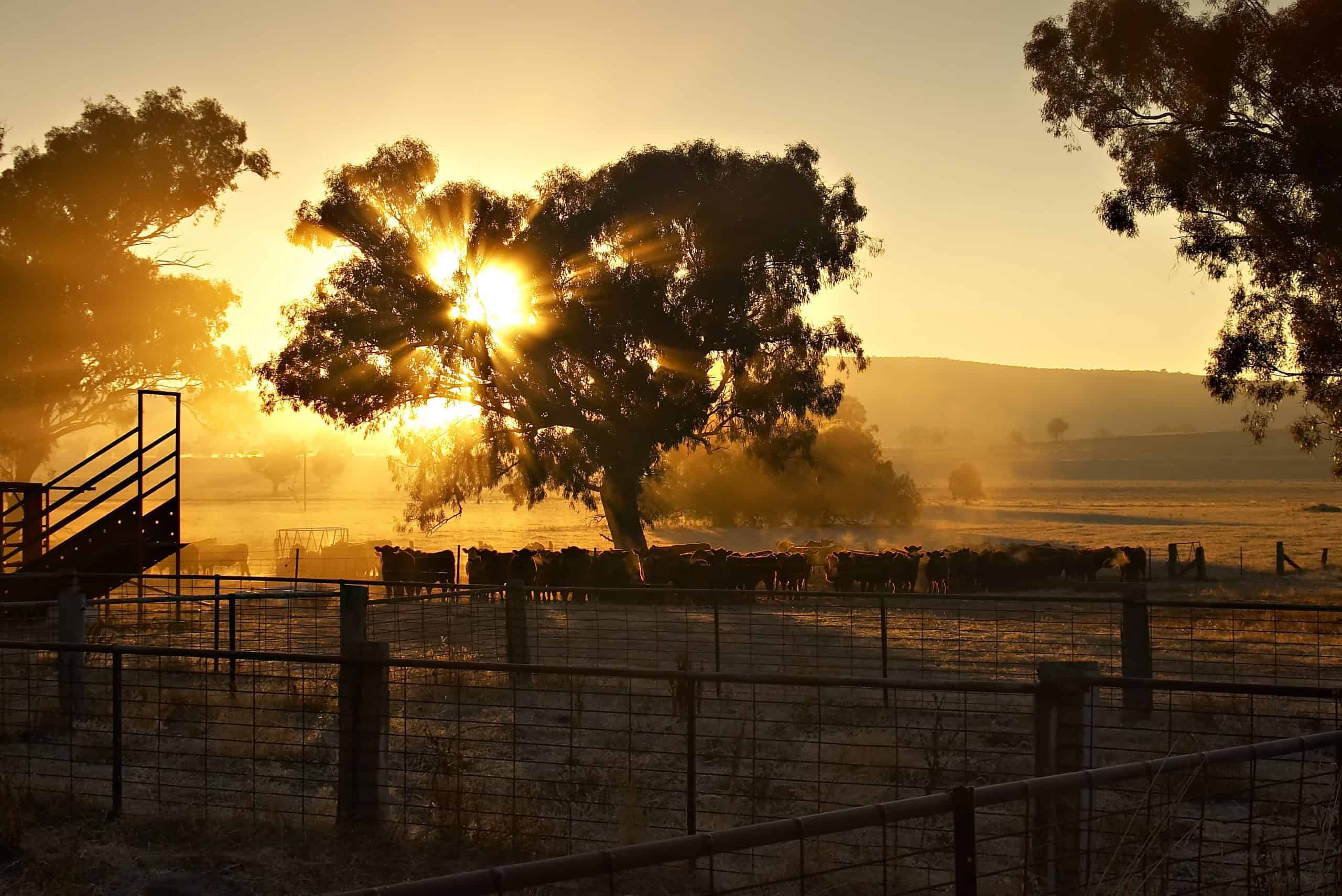 Sunrise over a rural landscape with cattle gathered under a large tree, surrounded by fences and silhouetted against the golden sky.
