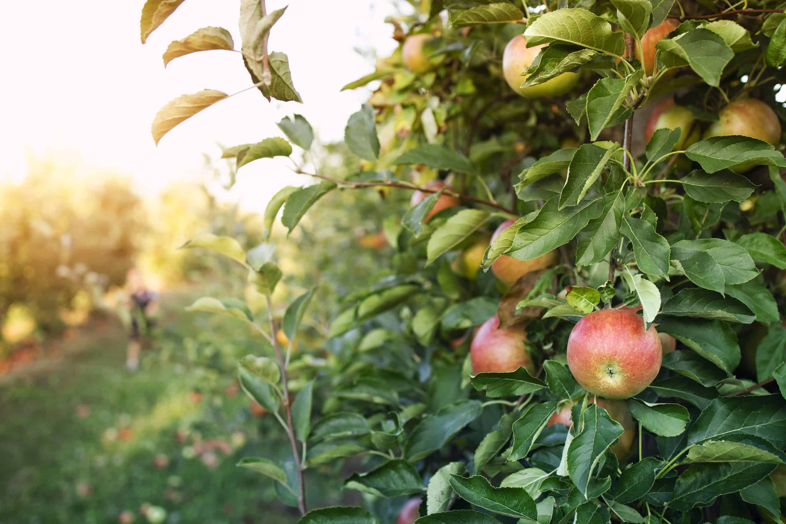 Apple tree with ripe red apples and green leaves in a sunny orchard setting.